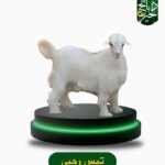 تيس رحبي