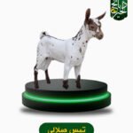تيس صلالي