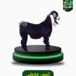 تيس عارضي