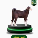 تيس عماني