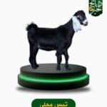 تيس محلي