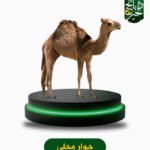 حوار محلي