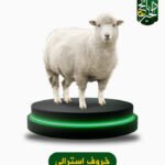خروف استرالي