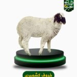 خروف كشميري