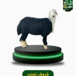 خروف نجدي