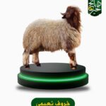 خروف نعيمي