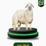 خروف حري